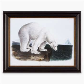 Audubon's Polar Bear (36 x 46cm)