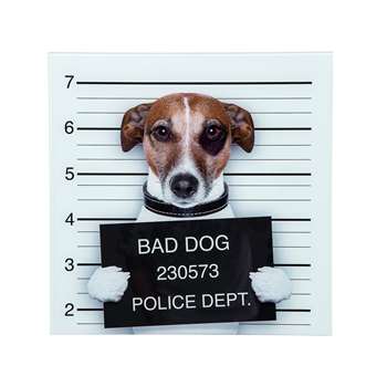 Bad dog glass wall art (40 x 40cm)