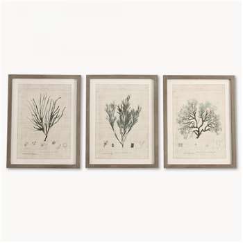 Brookby Set of 3 Framed Botanical Wall Art (H60 x W46.5 x D1.8cm)