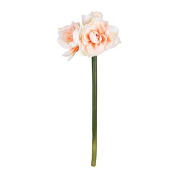 Parlane - Amaryllis Stem - White/Peach (H60 x W25cm)