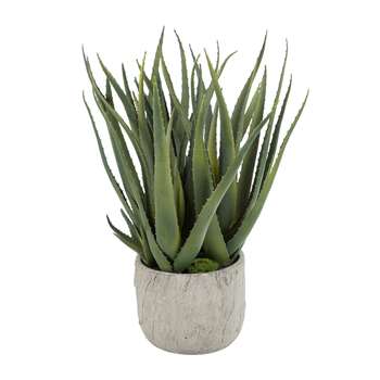 Parlane - Potted Aloe Plant - Large (H50 x W17 x D17cm)