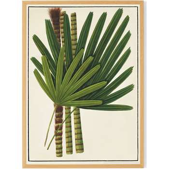 Vintage Botanical by the Natural History Museum Framed A1 Wall Art Print, Green (H87 x W62.5 x D2cm)